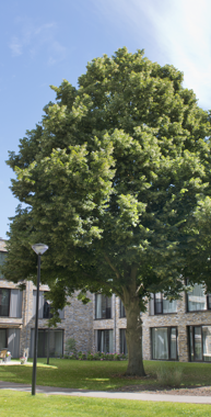 De tuin en het gebouw van woonzorgcentrum Anna Heuvel  Bij woonzorgcentrum Anna Heuvel is plek voor 60 ouderen die veel (lichamelijke) zorg nodig hebben (verpleeghuiszorg).